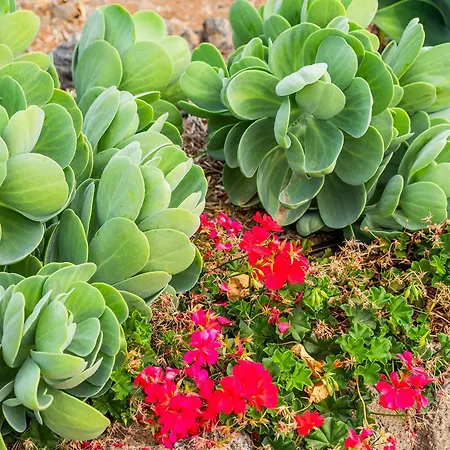 Appartamento Tenerife Healing Garden Guía de Isora