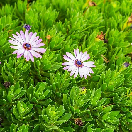 Appartamento Tenerife Healing Garden *