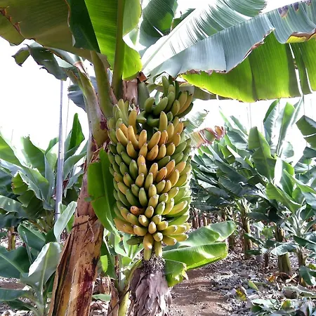 Tenerife Healing Garden *