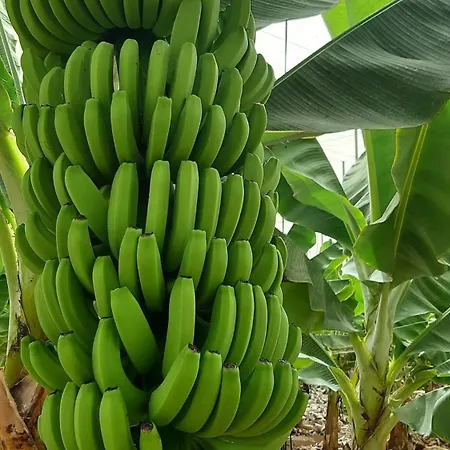 Tenerife Healing Garden